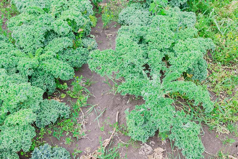 A close up top down picture of curly Brassica oleracea plants growing in the garden in rows with grass and weeds in between them.