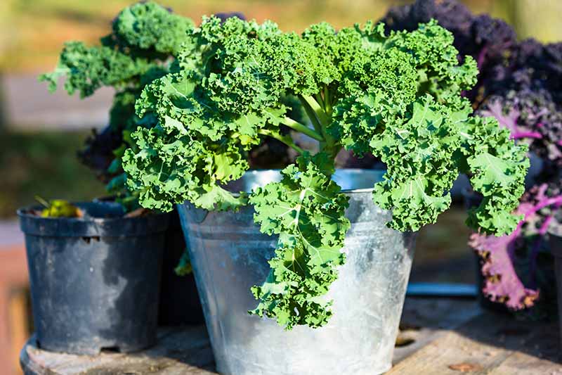 A close up of a green curly kale plant and a purple one planted in small metal pots set on a wooden surface in bright sunshine fading to soft focus in the background.