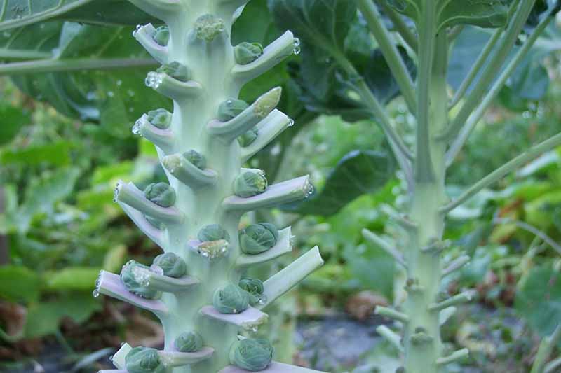 A close up of a brussels sprout stalk with small developing buds. The leaves around the buds have been cut back leaving the top ones intact. The background fades to soft focus.