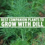 The Best Companion Plants for Dill | Gardener’s Path