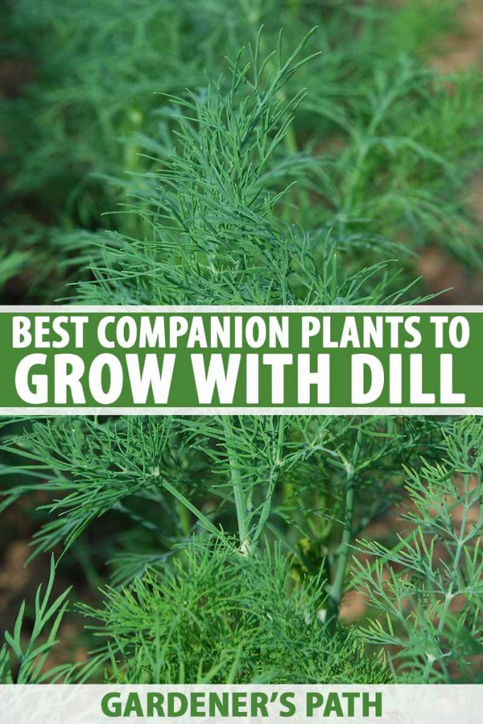 A close up of a dill plant with its thin bright green leaves on a soft focus background. To the center and bottom of the frame is green and white text.