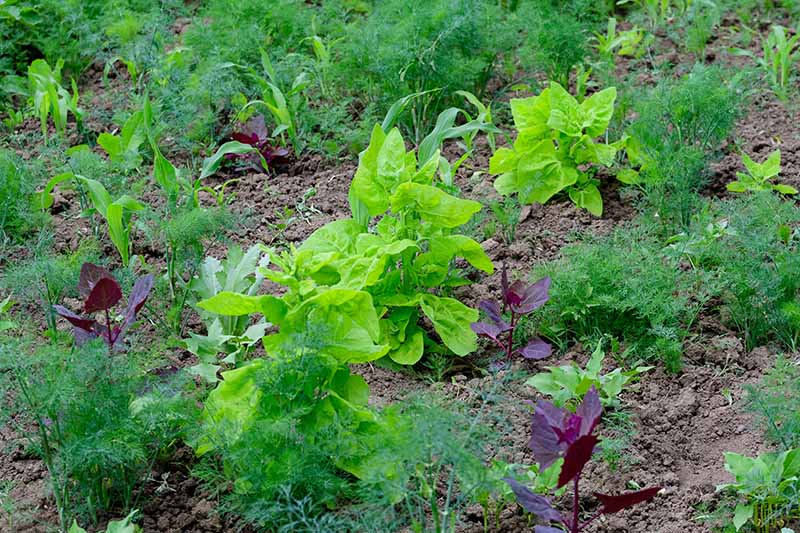 A variety of plants growing in a garden bed together with Anethum graveolens, surrounded by soil and fading to soft focus in the background.
