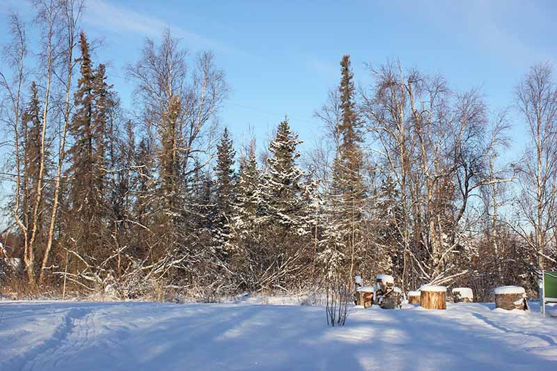 A garden scene in winter with snow covering the lawn and the branches of the bare trees on a sunny day with blue sky in the background.