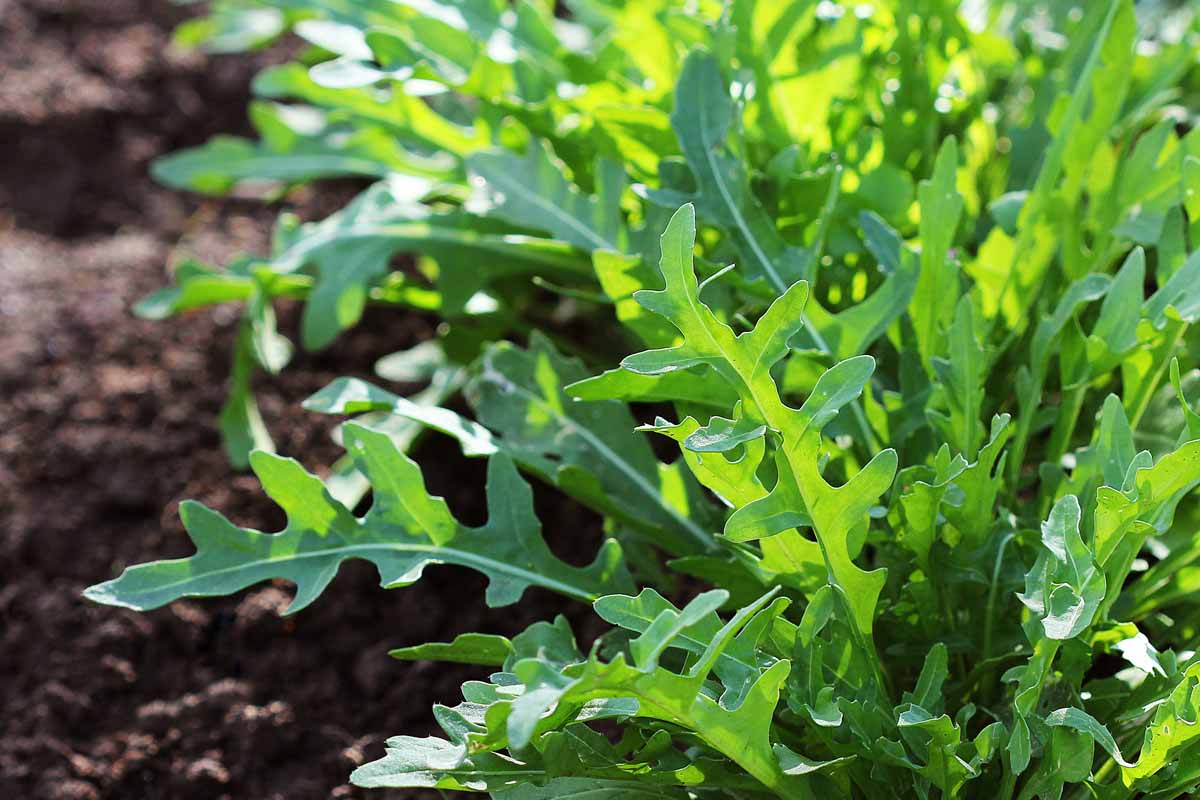 A close up of arugula (Eruca vesicaria) growing in a row in the garden.
