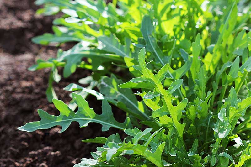 A close up of fresh Eruca vesicaria growing in rows in the garden with soil in soft focus to the left of the frame in light sunshine.