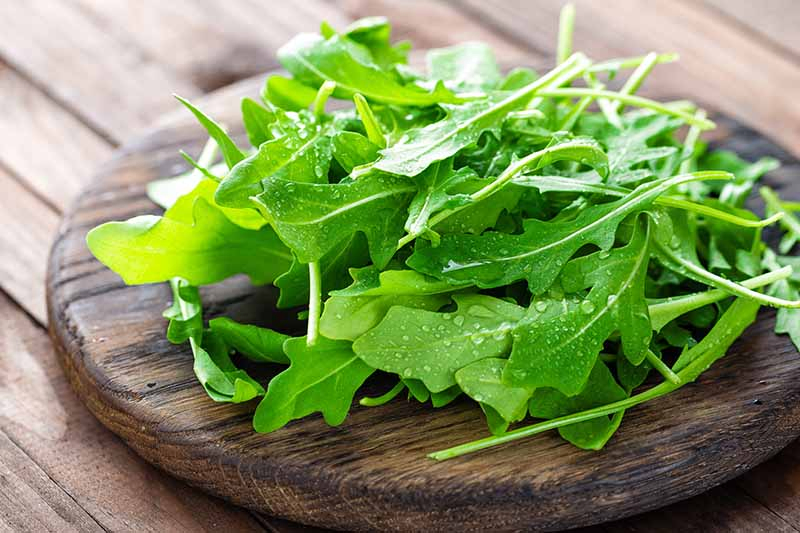 A close up of fresh arugula leaves, with water droplets on them, set on a wooden chopping board on a wooden surface.