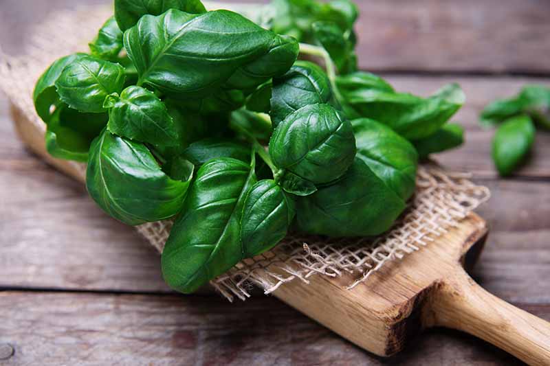 A close up of a bunch of basil leaves on a wooden chopping board set on a wooden surface, fading to soft focus in the background.