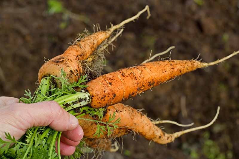 A close up of a hand on the left of the frame holding freshly harvested carrots by their green tops. The orange roots still have earth on them on a dark soft focus background.