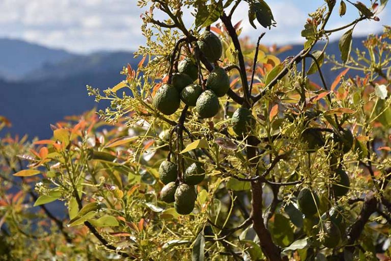 9 Of The Best Cold Hardy Avocado Trees Gardeners Path