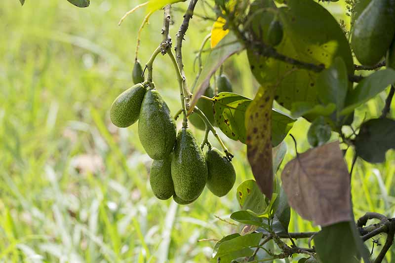 A bunch of oval light green avocado fruit hanging from a branch with leaves surrounding them and grass in soft focus in the background, in bright sunshine.
