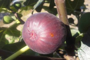 Tips for Growing Hardy Chicago Fig Trees (Bensonhurst Purple)