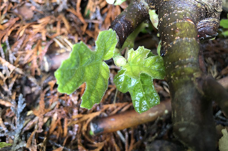 A close up of tiny new growth on a 'Hardy Chicago' fig plant. Small green leaves contrast with the dark stem with mulch in soft focus in the background.