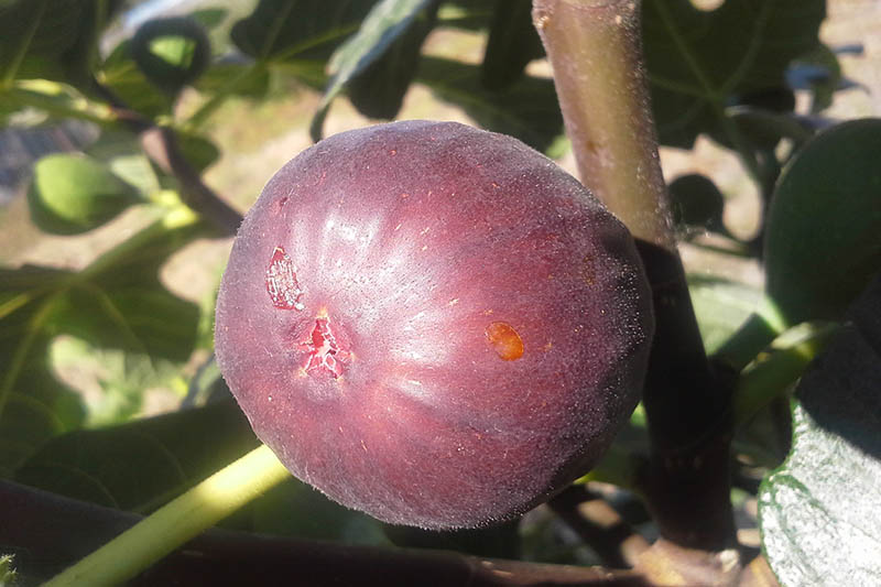 A close up of a ripe 'Hardy Chicago' fig fruit, pictured on a stem in bright sunlight with a soft focus background.