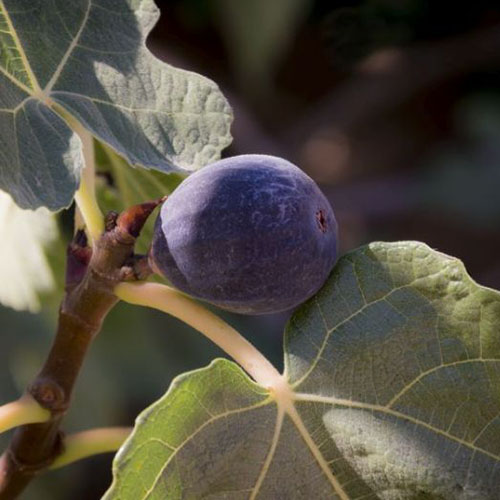 A close up of a dark purple, ripe fruit from the 'Hardy Chicago' variety of fig. Pictured on the branch with large leaves surrounding it on a soft focus dark background.