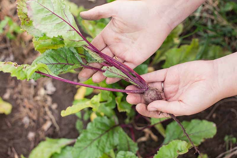 A close up of two hands holding a small baby beet plant pulled from the ground with foliage still attached on a soft focus background.
