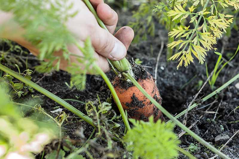 A close up of a hand holding the green top of a carrot and pulling the root gently out of the dark rich soil, fading to a soft focus background.