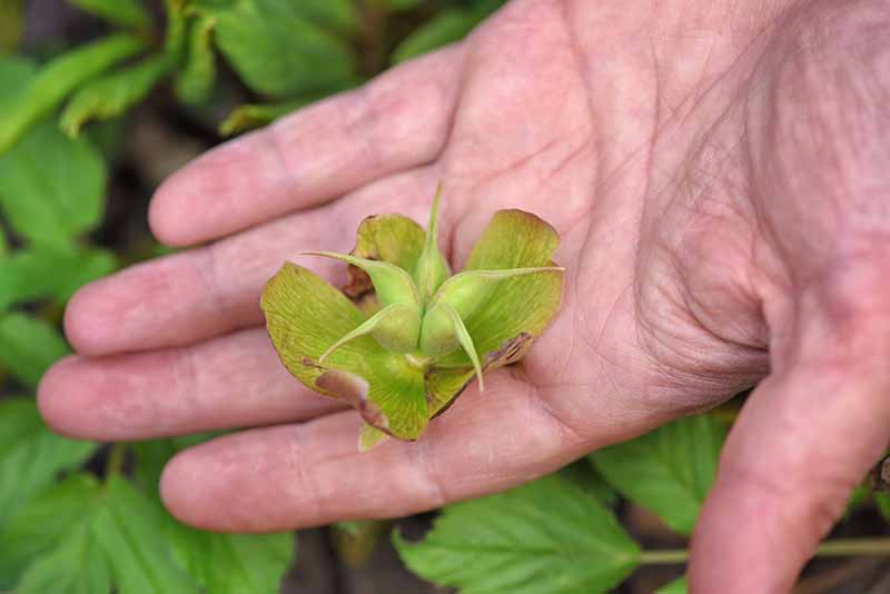 A close up of a hand holding a hellebore flower with its sepals slightly browning and the seed pods in the center fully formed on a green soft focus background.