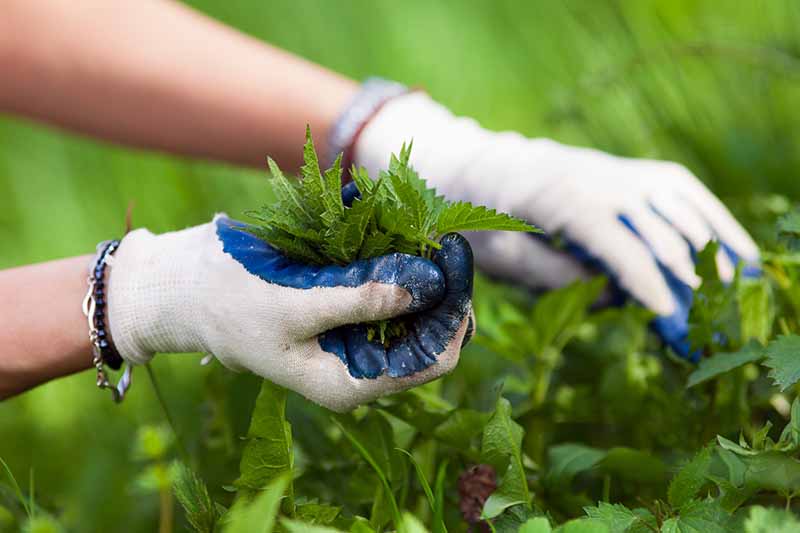 A close up of two hands from the left of the frame wearing blue and white protective gardening gloves to harvest Urtica dioica leaves on a soft focus green background.