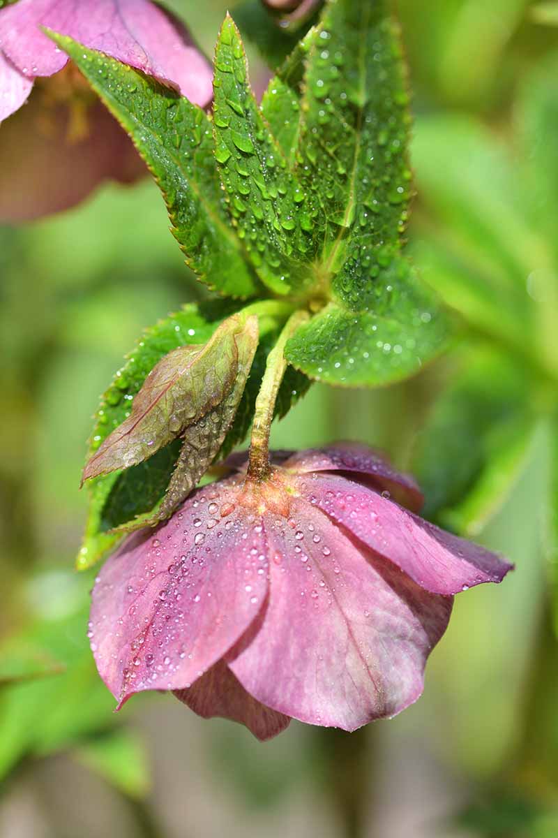 A vertical picture of a pink hellebore flower with dew drops on the sepals and leaves, in light sunshine on a soft focus green background.