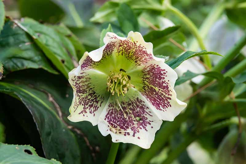 A close up of a hellebore flower in light green with purple flecks growing in the garden on a soft focus background.