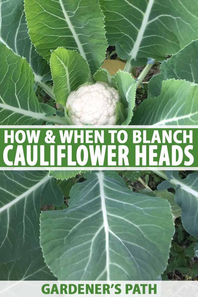 A close up vertical image of a cauliflower plant with a small white head developing between large green leaves. The leaves are large with white veins and stems. To the center and bottom of the frame is green and white text.