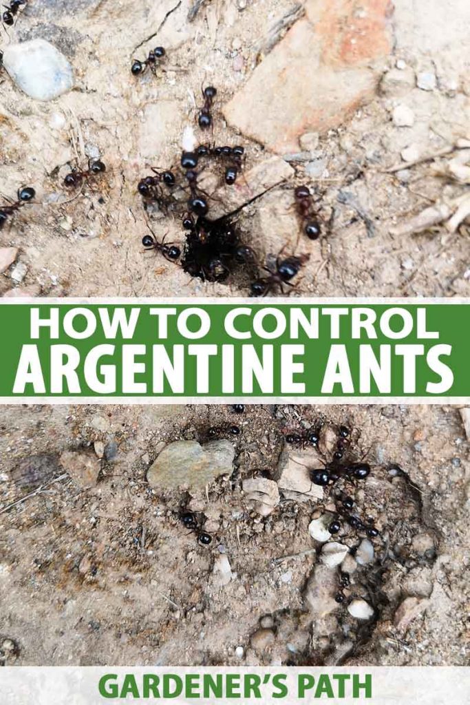 A vertical picture of Argentine ants around a small hole in a rocky surface. To the center and bottom of the frame is green and white text.