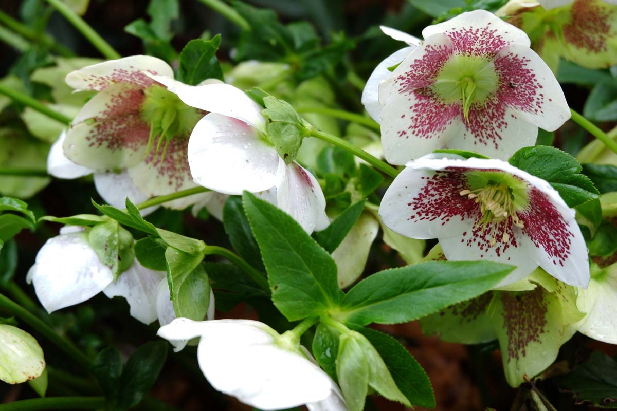 A close up of white flowers with purple specks of the hellebore plant just starting to form seeds in the center, surrounded by bright green foliage on a soft focus background.