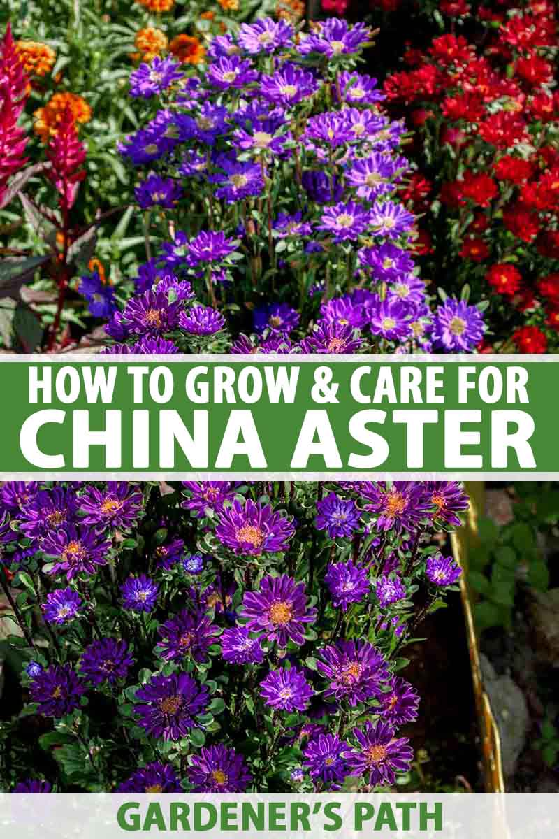 A vertical picture of bright purple China aster flowers growing amongst red blooms in bright sunshine. To the center and bottom of the frame is green and white text.