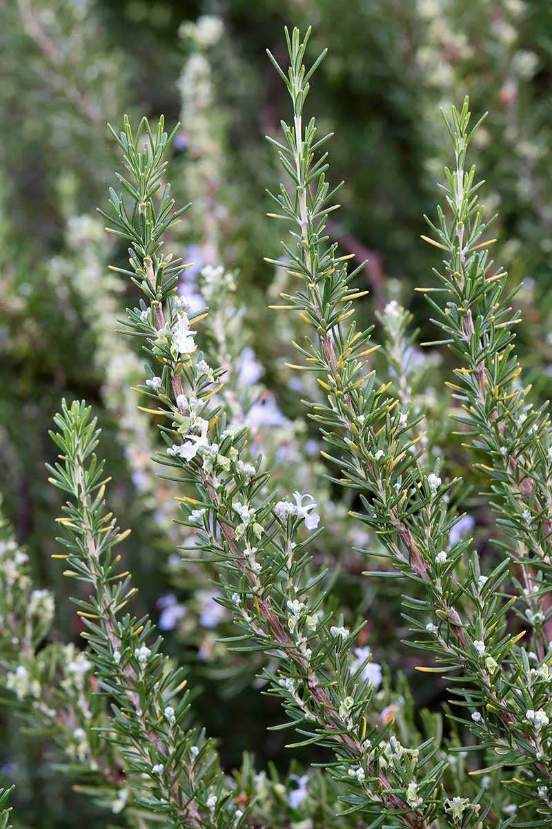 A close up of a rosemary plant growing in the garden with small light blue flowers on the upright stems on a soft focus background.