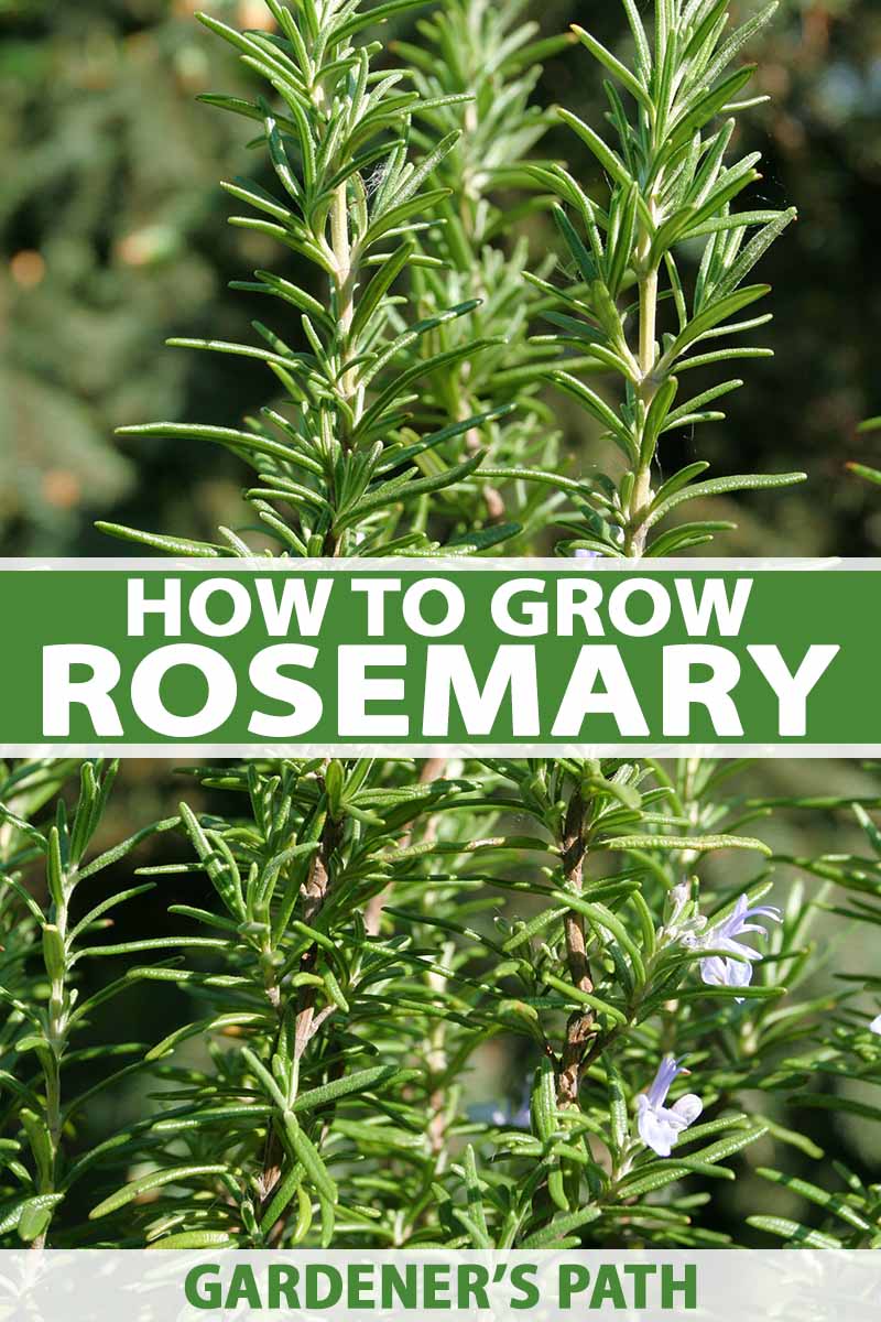 How To Grow Rosemary In The Home Herb Garden Gardener S Path,Dominican Mofongo Recipe