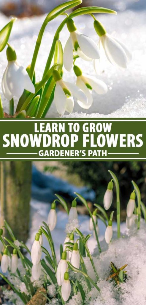 A collage of photos showing different views of Galanthus or snowdrop flowers growing in the snow.
