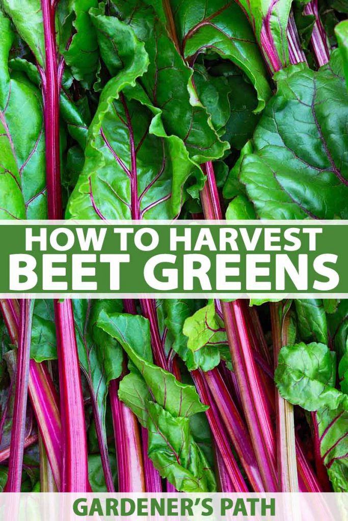 A vertical picture of a close up of beet greens with bright green leaves and purple stems. To the center and bottom of the frame is green and white text.