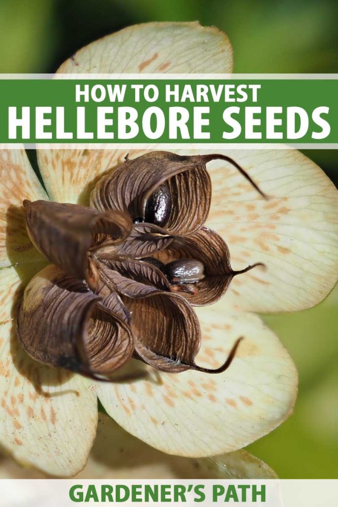A close up vertical picture of a hellebore flower with light green sepals and dark brown central seed pods, already opened with the dark seeds visible on the inside. To the top and bottom of the frame is green and white text.