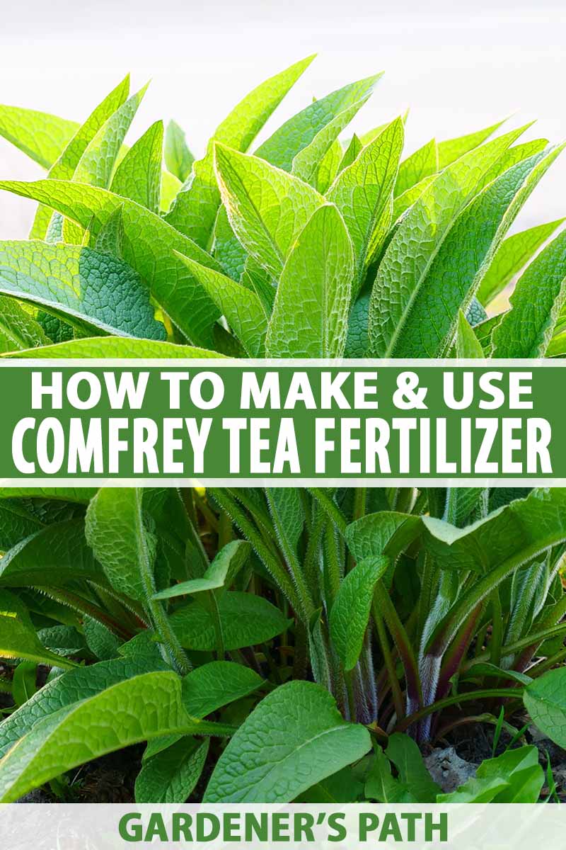 How To Make And Use Comfrey Tea Fertilizer Gardener S Path,What Is A Caper Berry