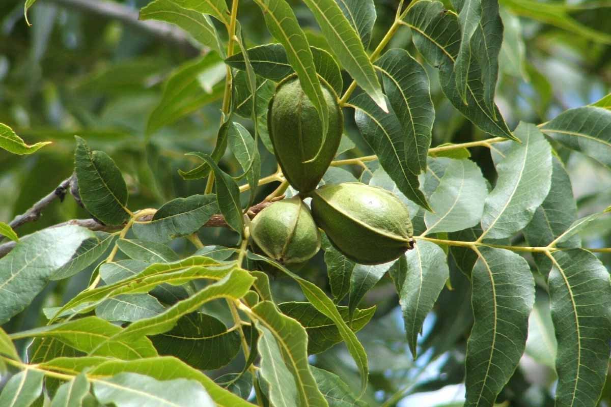 A cluster of immature pecan nuts still in green casings growing on the tree surrounded by foliage in light sunshine on a soft focus background.