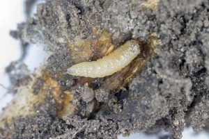 A close up of a cabbage maggot (Delia radicum) burrowing through the root of a cruciferous vegetable.