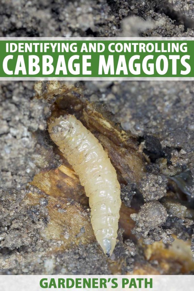 A close up of a cabbage maggot burrowing into a brassica root.