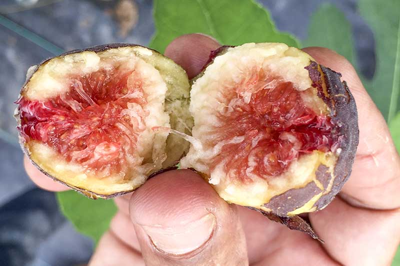A close up of a hand holding a 'Hardy Chicago' variety of fig, the fruit cut in half showing the red flesh in the center surrounded by lighter flesh on the outside, with purple skin. The background fades to soft focus.