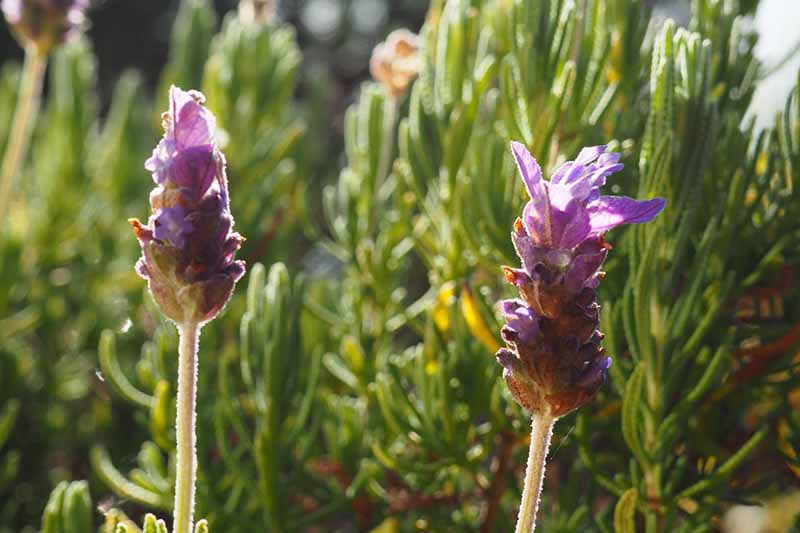 A close up of two flowers of the L. dentata plant with light purple blooms in bright sunshine against a soft focus green background.