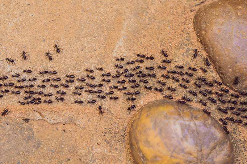 A top down close up of a large ant trail on a rocky surface.