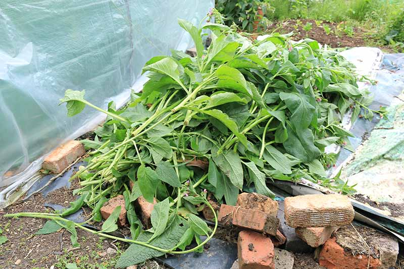 A large pile of freshly harvested comfrey leaves set on a tarp in the garden with bricks in the foreground and a plastic cover to the left of the frame.
