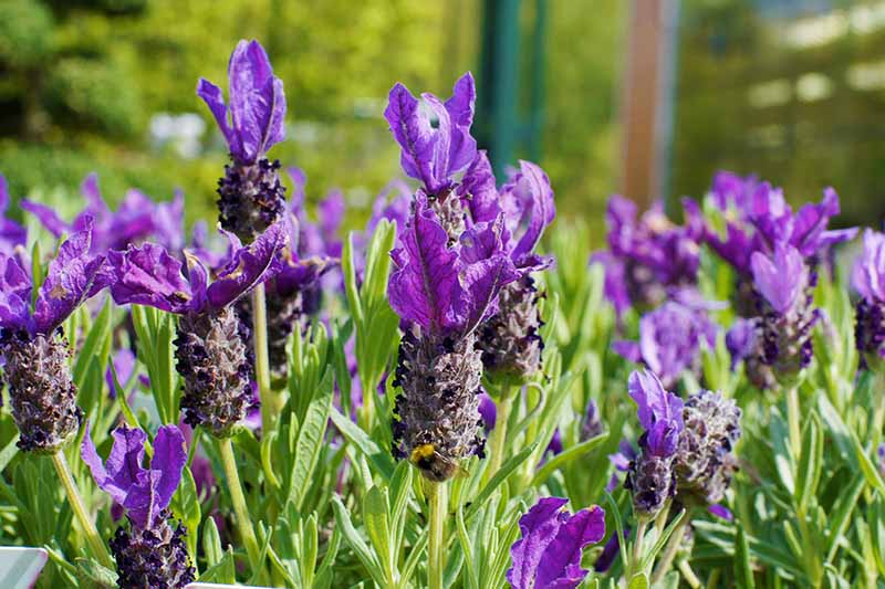 A close up of purple lavender flowers and bright green leaves on a soft focus background in bright sunshine.