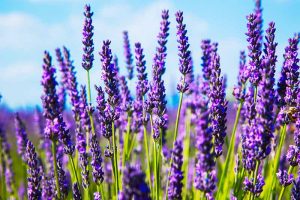 How to Grow Lavender from Cuttings