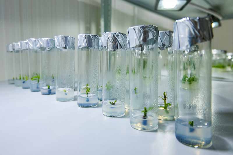 A close up of glass vials in a laboratory propagating hellebore plants by micropropagation.