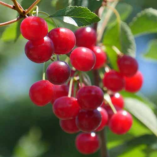 A close up of the bright red fruit of 'Montmorency' cherry tree hanging on the stem on a soft focus background in light sunshine.