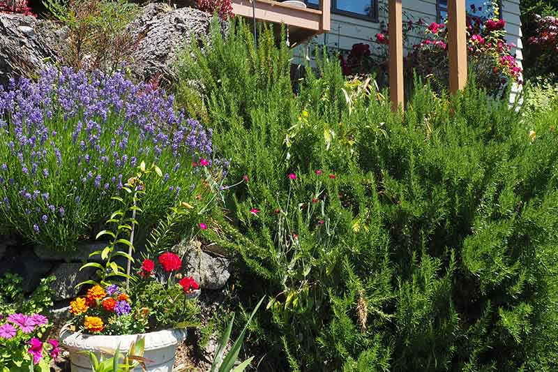 A large thriving rosemary plant growing outside a house, surrounded by other vegetation and flowers. To the bottom left of the frame is a stone pot with various colored blooms, in bright sunshine.
