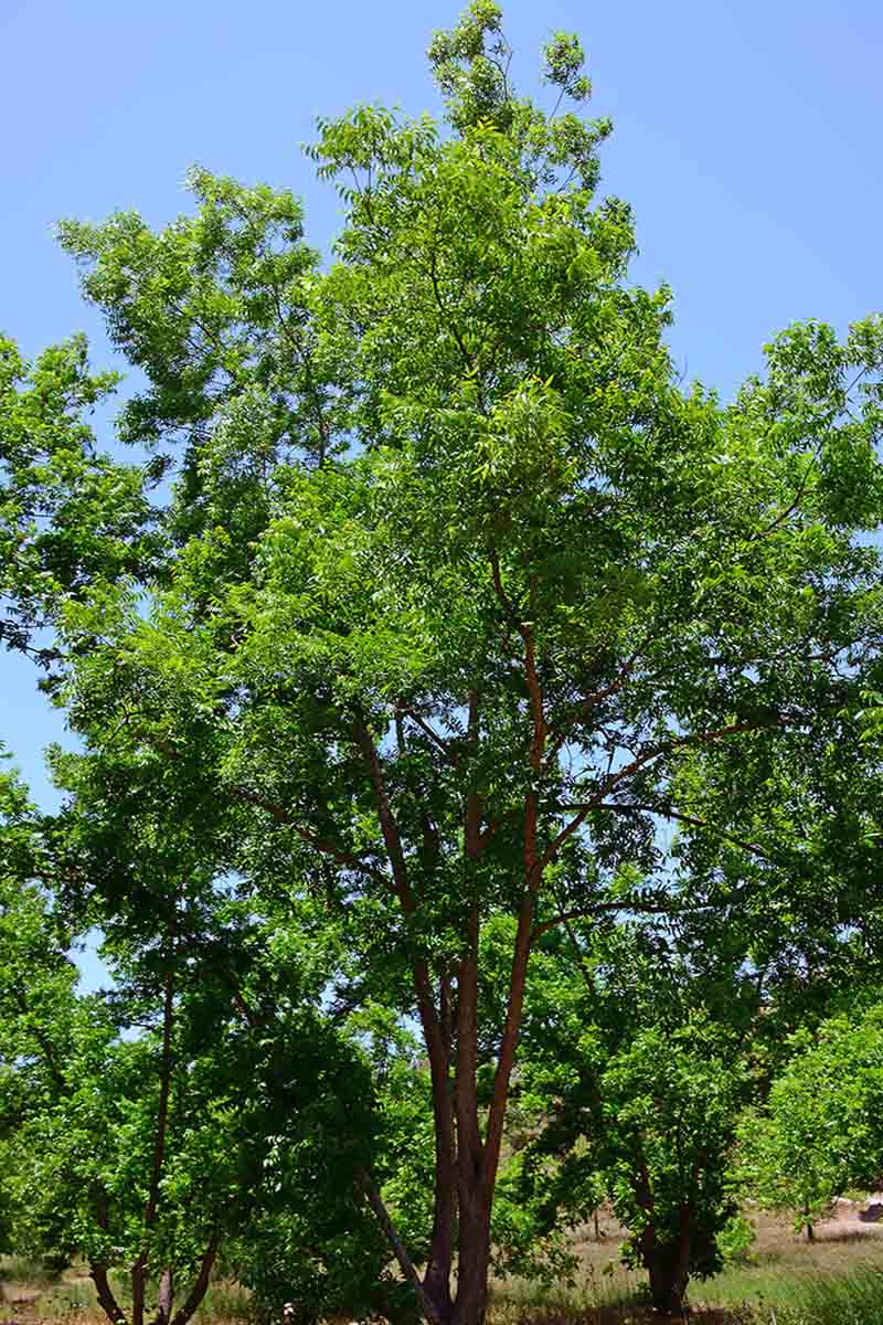 A vertical image of a large mature pecan nut tree growing in an orchard in bright sunshine with blue sky in the background.