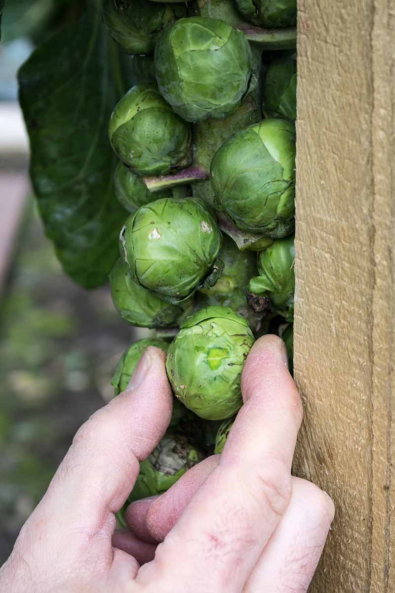 A close up vertical picture of a hand from the bottom of the frame picking a mature brussel sprout off the stalk.