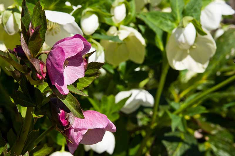 A close up of pink and white hellebore flowers growing in the garden in bright sunshine on a soft focus background.