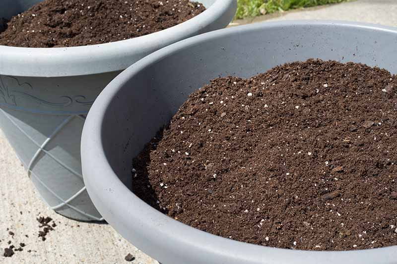 Two gray round containers with rich potting mix set on a concrete surface in bright sunshine.